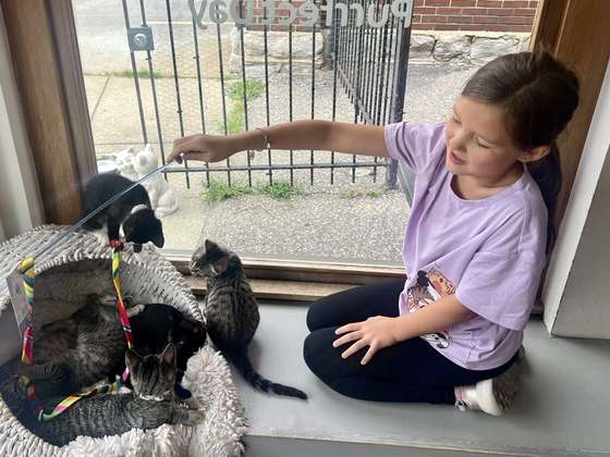 Emma playing with kittens using a feather wand